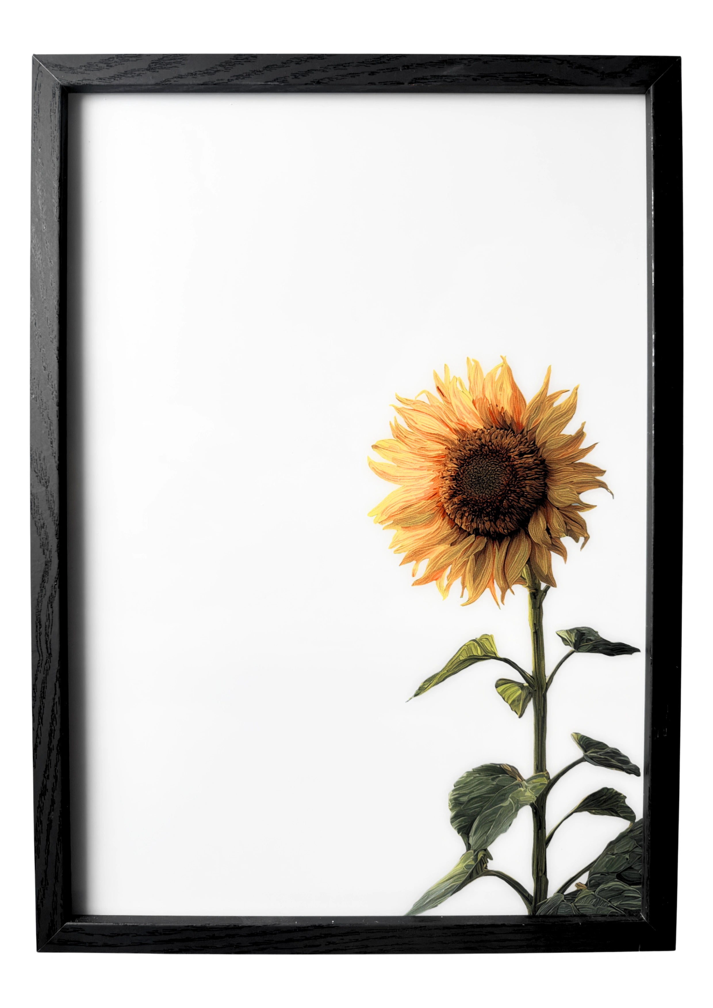 Sunflower wall art in a minimalist style, single sunflower with natural yellow petals against a clean white background.