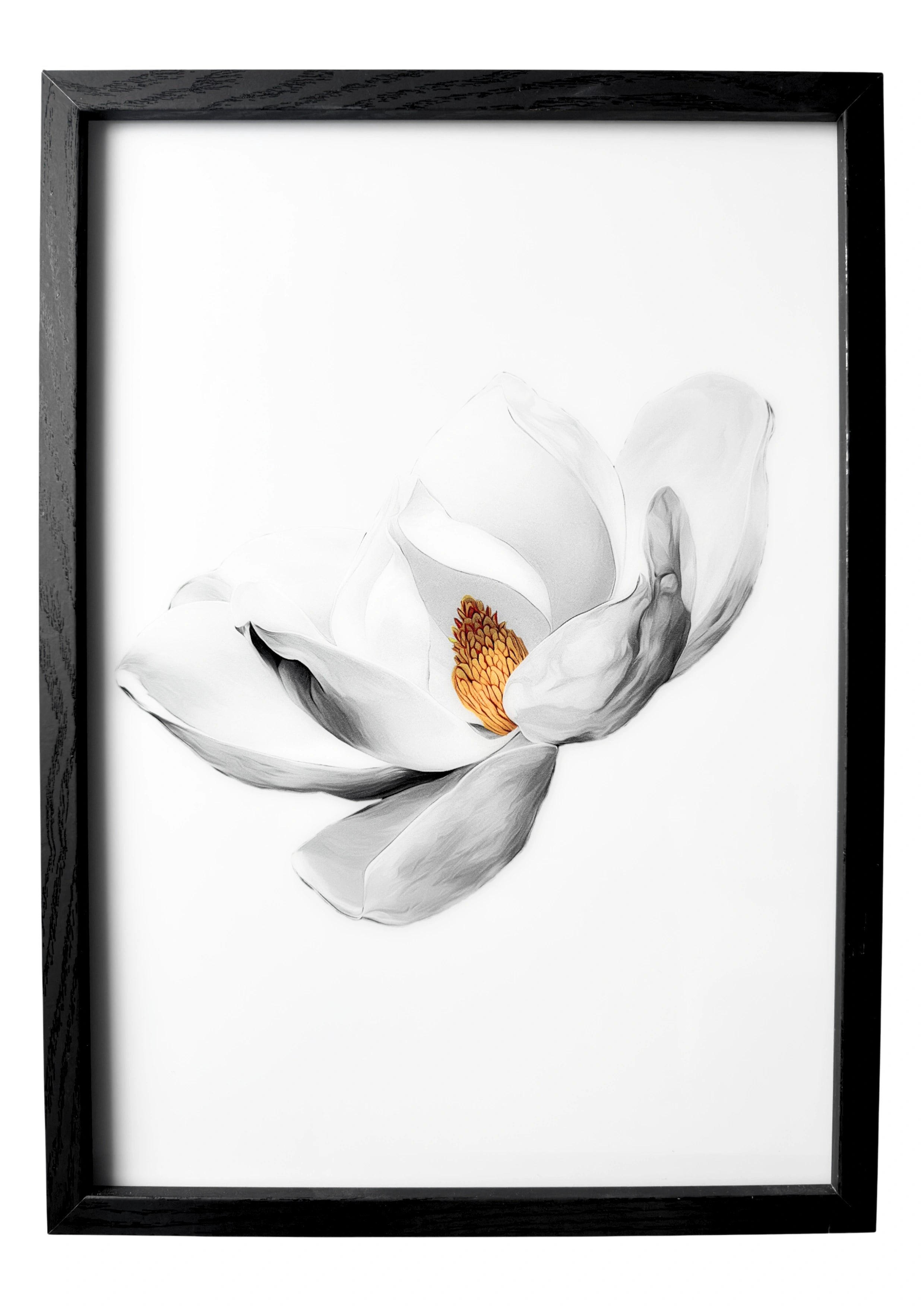 Magnolia wall art in a minimalist style, white magnolia petals with a golden center against a clean white background.
