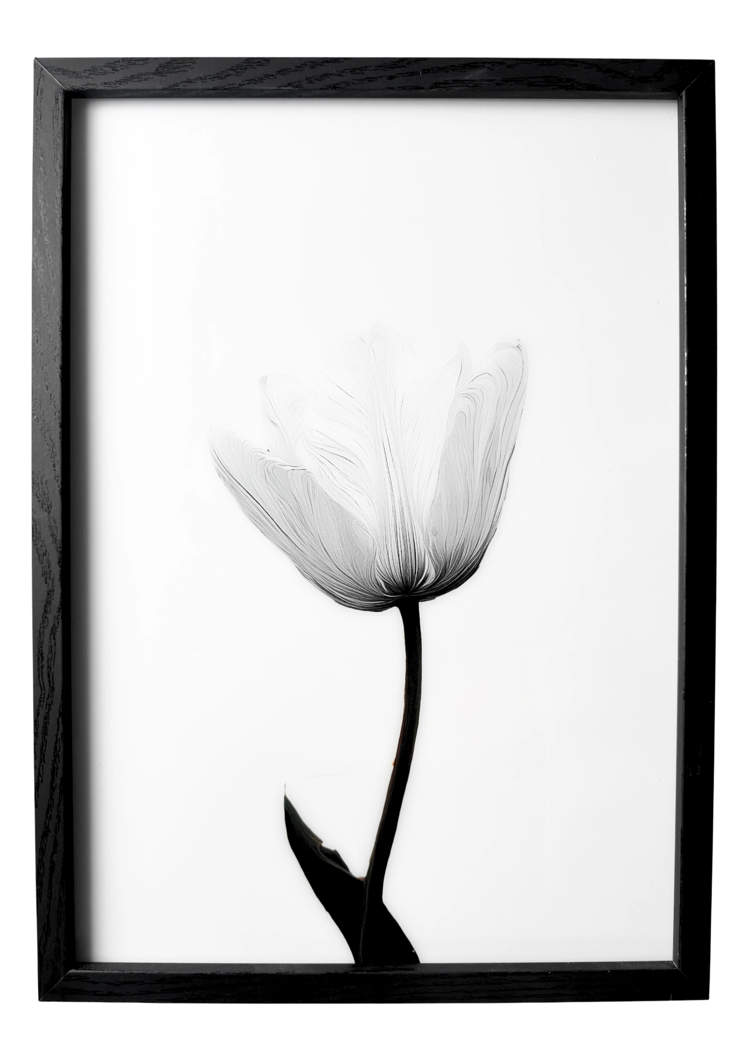 Tulip wall art in a minimalist style, single white tulip with green stem against a clean white background.