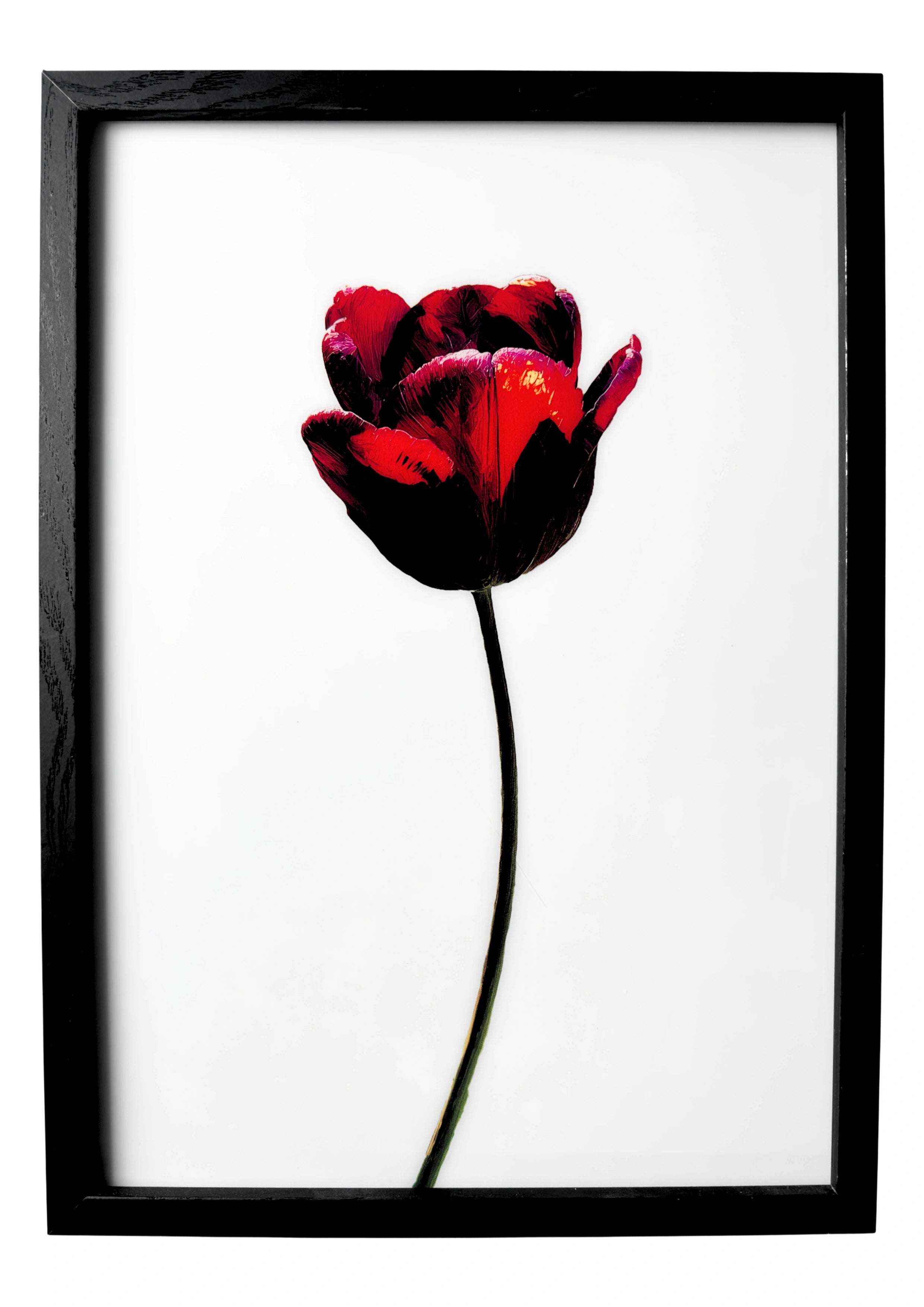 Tulip wall art in a minimalist style, single red tulip with green stem against a clean white background.